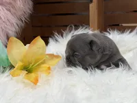 Anna, a female French Bulldog for sale in Anthony, NM – Photo 6 of 6