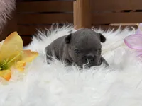 Anna, a female French Bulldog for sale in Anthony, NM – Photo 2 of 6