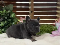 Tootles, a female French Bulldog for sale in Anthony, NM – Photo 2 of 8