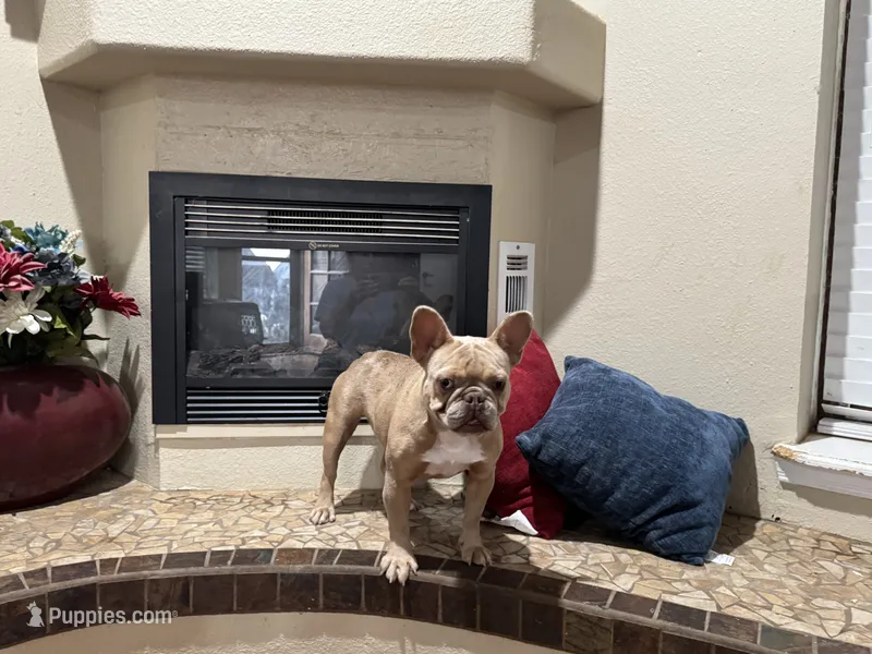 Bella – French Bulldog puppy for sale in Anthony, NM