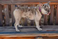 Piper, a female French Bulldog for sale in Anthony, NM – 4 of 4