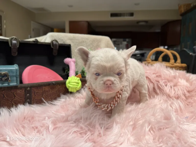 Daisy-pink- *delivery included – French Bulldog puppy for sale in Anthony, NM