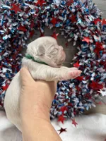 Thorn-pink, a male French Bulldog for sale in Anthony, NM – 3 of 3