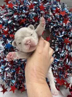 Thistle-pink, a male French Bulldog for sale in Anthony, NM – 5 of 5