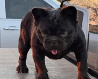 Tyson, a male French Bulldog for sale in Anthony, NM – 6 of 9