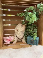 Blanche carries pink, a female French Bulldog for sale in Anthony, NM – Photo 5 of 5