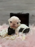 Blanche carries pink, a female French Bulldog for sale in Anthony, NM – Photo 2 of 5