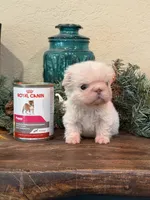 Blanche carries pink, a female French Bulldog for sale in Anthony, NM – Photo 3 of 5