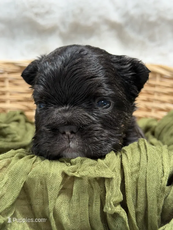 Tyson – French Bulldog puppy for sale in Anthony, NM
