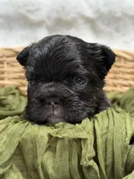 Tyson, a male French Bulldog for sale in Anthony, NM – 1 of 9