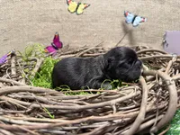Chomps, a male French Bulldog for sale in Anthony, NM – 3 of 5