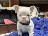 Thorn-pink *delivery included, a male French Bulldog for sale in Anthony, NM – 5 of 5