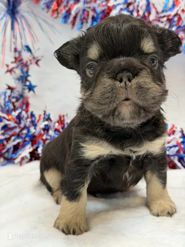 Chomps – French Bulldog puppy for sale in Anthony, NM