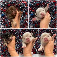 Thistle-pink, a male French Bulldog for sale in Anthony, NM – 2 of 5