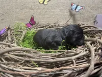 Chomps, a male French Bulldog for sale in Anthony, NM – 2 of 5