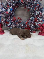 Desert, a male French Bulldog for sale in Anthony, NM – 4 of 4