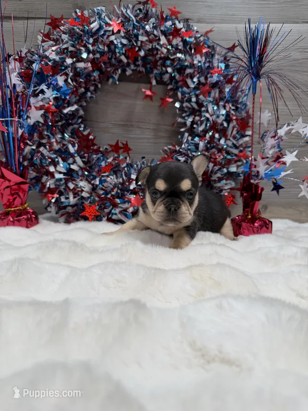 Zyla – French Bulldog puppy for sale in Anthony, NM