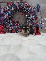 Zyla, a female French Bulldog for sale in Anthony, NM – 1 of 2