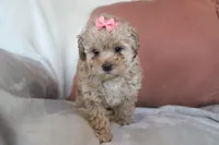 Camille (Cami), a female Poodle - Toy  for sale in Alexandria, OH – Photo 4 of 10