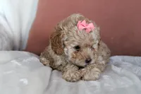 Camille (Cami), a female Poodle - Toy  for sale in Alexandria, OH – Photo 5 of 10