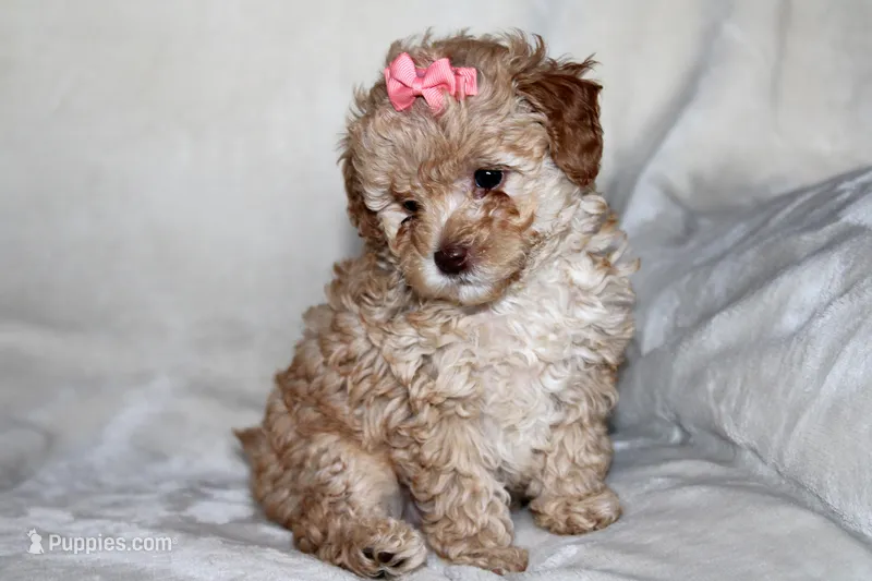 Camille (Cami) – Poodle - Toy  puppy for sale in Alexandria, OH