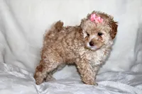 Camille (Cami), a female Poodle - Toy  for sale in Alexandria, OH – Photo 8 of 10