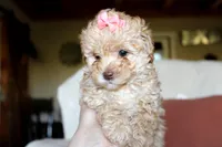 Camille (Cami), a female Poodle - Toy  for sale in Alexandria, OH – Photo 6 of 10