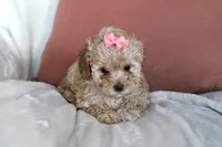 Camille (Cami), a female Poodle - Toy  for sale in Alexandria, OH – Photo 10 of 10