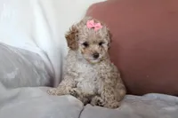 Camille (Cami), a female Poodle - Toy  for sale in Alexandria, OH – Photo 7 of 10