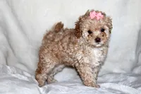 Camille (Cami), a female Poodle - Toy  for sale in Alexandria, OH – Photo 9 of 10