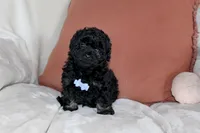 Cooper, a male Poodle - Toy  for sale in Alexandria, OH – Photo 2 of 9