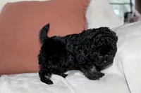 Cooper, a male Poodle - Toy  for sale in Alexandria, OH – Photo 5 of 9