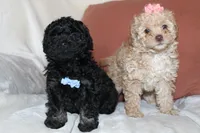 Cooper, a male Poodle - Toy  for sale in Alexandria, OH – Photo 6 of 9