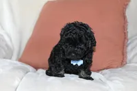 Cooper, a male Poodle - Toy  for sale in Alexandria, OH – Photo 4 of 9