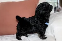 Cooper, a male Poodle - Toy  for sale in Alexandria, OH – Photo 7 of 9