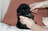 Cooper, a male Poodle - Toy  for sale in Alexandria, OH – Photo 8 of 9