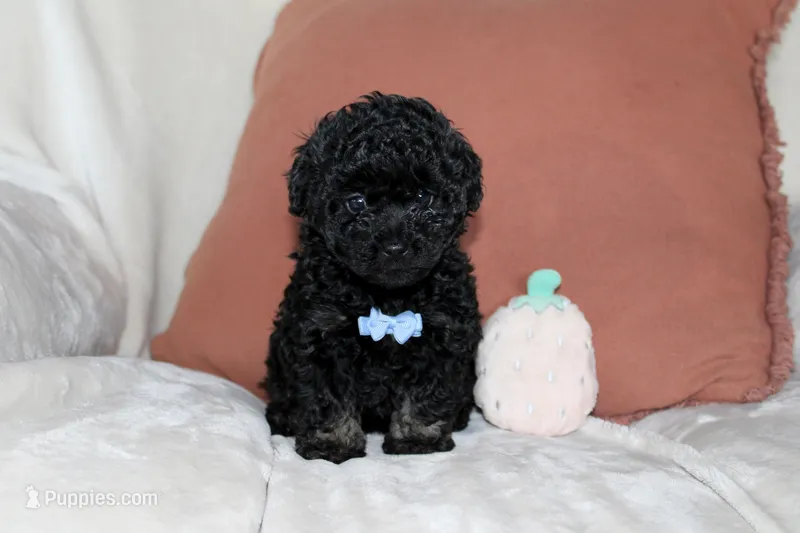 Cooper – Poodle - Toy  puppy for sale in Alexandria, OH