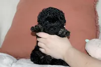 Cooper, a male Poodle - Toy  for sale in Alexandria, OH – Photo 9 of 9