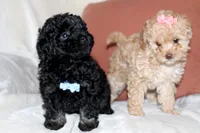 Cooper, a male Poodle - Toy  for sale in Alexandria, OH – Photo 3 of 9