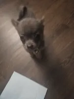 Daisy, a female Chihuahua for sale in O Fallon, MO – Photo 1 of 2