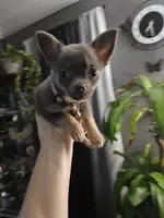 Daisy, a female Chihuahua for sale in O Fallon, MO – Photo 2 of 2