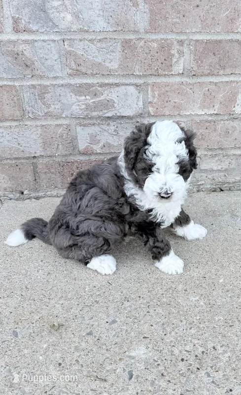 Joe – Miniature Aussiedoodle puppy for sale in Ward, AR