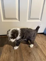 Joe, a male Miniature Aussiedoodle for sale in Ward, AR – Photo 4 of 9