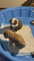 Joe, a male Miniature Aussiedoodle for sale in Ward, AR – Photo 6 of 9