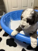 Joe, a male Miniature Aussiedoodle for sale in Ward, AR – Photo 5 of 9
