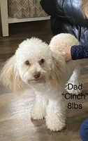 Joe, a male Miniature Aussiedoodle for sale in Ward, AR – Photo 9 of 9
