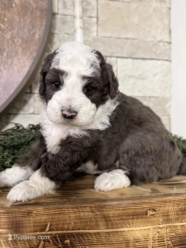 Joe – Miniature Aussiedoodle puppy for sale in Ward, AR