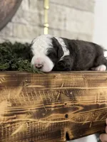 Joe, a male Miniature Aussiedoodle for sale in Ward, AR – Photo 2 of 9