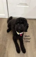 Joe, a male Miniature Aussiedoodle for sale in Ward, AR – Photo 8 of 9