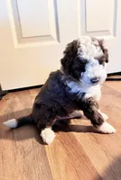 Joe, a male Miniature Aussiedoodle for sale in Ward, AR – Photo 3 of 9